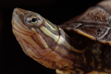 Vietnamese pond turtle - 589549165