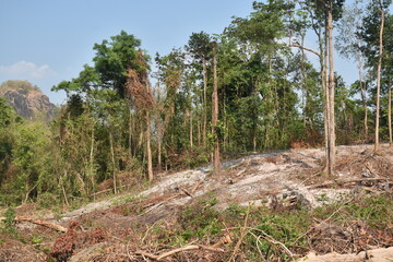 timber and wood cutting on ground deforestation problem of the world
