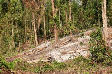 timber and wood cutting on ground deforestation problem of the world