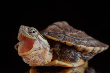 Vietnamese pond turtle - 589550143