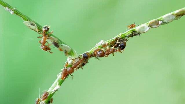 Trotoar Ants and Aphids Doing Mutualism Symbiosis on the Grass