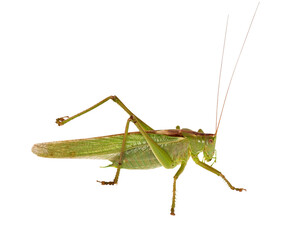 Great green bush-cricket (Tettigonia viridissima) isolated on transparent background