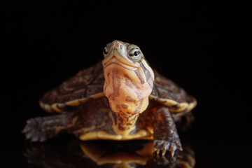 Fototapeta na wymiar Vietnamese pond turtle