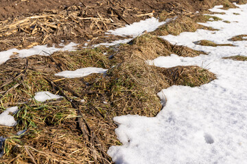 dry grass covered with snow after winter snowfalls