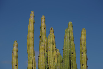 Tall cacti under blue sky