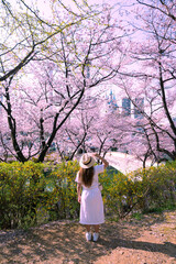 Asian lady travel in cherry blossom park in Seoul city, South Korea with Sakura flower and Lotte World amusement park background.