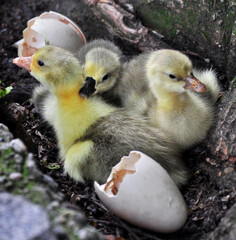 Baby geese and the eggshells they hatched from