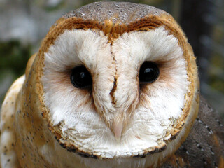 Barn owl (Tyto alba) portrait