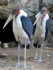 Marabou stork (Leptoptilos crumenifer) portrait