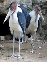Marabou stork (Leptoptilos crumenifer) portrait