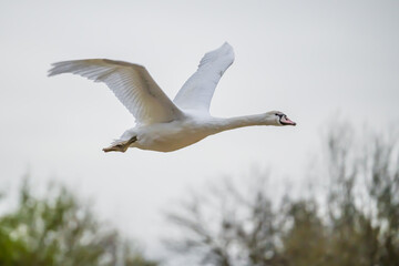 Swan flying with spread wings