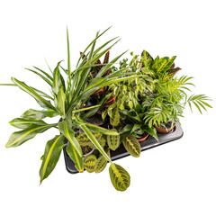 Home decorative plants