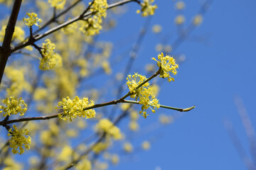 Flowering dogwood against the blue sky.