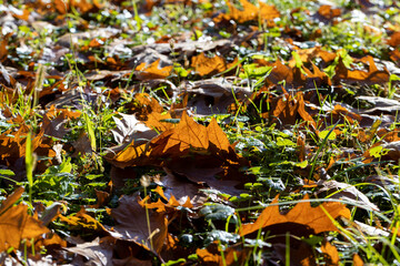 Fallen to the ground dry maple foliage in the autumn season