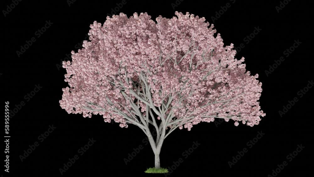 Poster pink tree animation footage transparent background for background and environment footage replacement , 3d illustration rendering