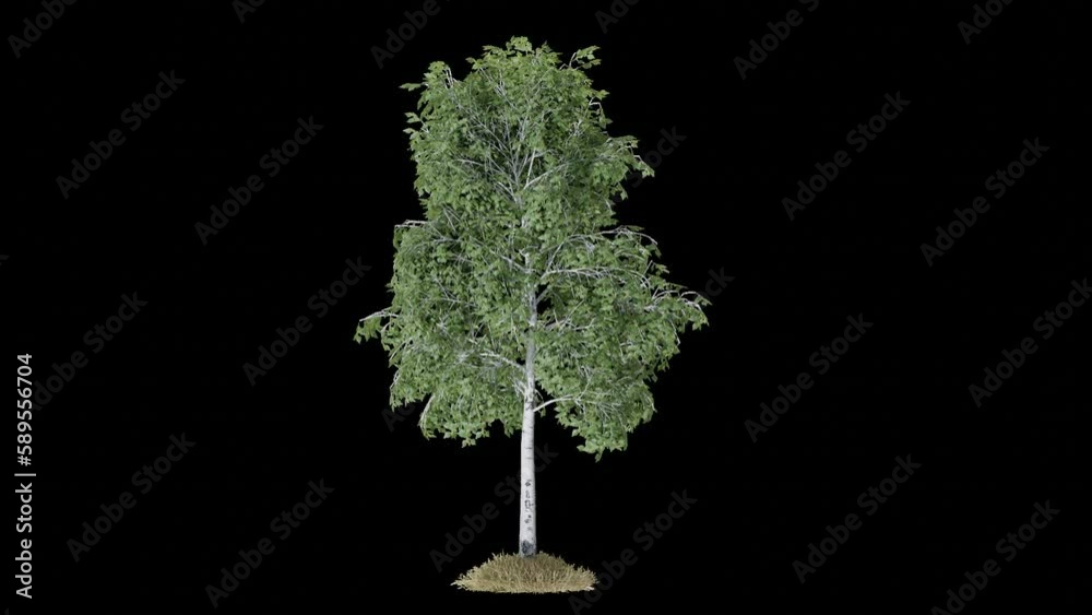Fototapete tree animation footage transparent background for background and environment footage replacement , 3