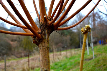 cutting rods into baskets and products traditional willow products. the trees are shaped into wide round heads by permanent pruning, gloves, worker  gardening, gardener, manual, short, prorective