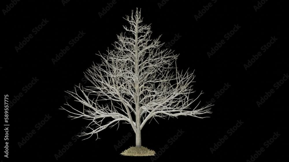 Poster death tree in storm animation footage transparent background for background and environment footage replacement , 3d illustration rendering