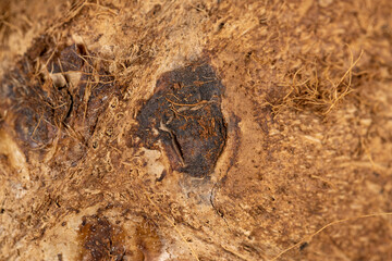 a close-up of a brown coconut shell, close-up