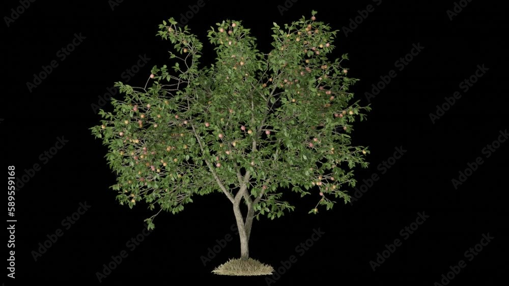 Poster tree animation footage transparent background for background and environment footage replacement , 3d illustration rendering