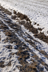 dry grass covered with snow after winter snowfalls