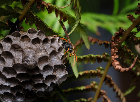 Paper Wasp and Nest