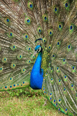 Naklejka premium Indian peafowl blue (Pavo cristatus) portrait