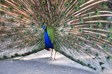 Fototapeta premium Indian peafowl blue (Pavo cristatus) portrait