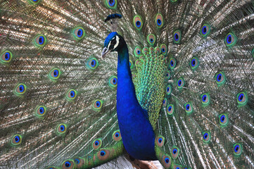 Fototapeta na wymiar Indian peafowl blue (Pavo cristatus) portrait