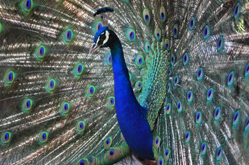 Obraz premium Indian peafowl blue (Pavo cristatus) portrait