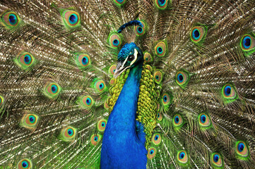 Obraz premium Indian peafowl blue (Pavo cristatus) portrait