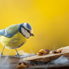A blue tit says hello