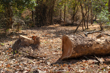 Big trees that have been cut down, leaving only tree stumps. Deforestation concept.