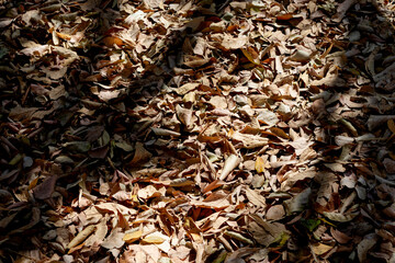 Trees casting shadow on the ground covered with leaves.