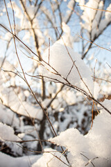 snow covered branches