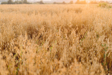 Oat stems in evening  light close up. Summer grain harvest and rural slow life. Oat field in countryside. Atmospheric tranquil moment. Ripe crop ears. Global hunger and food crisis
