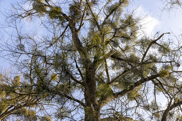 deciduous trees in winter during the day in sunny weather