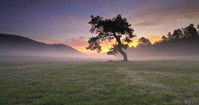 Forest landscape, spring morning fog over fresh green grass with dew and lonely mystery tree on a mountain meadow, 4k video