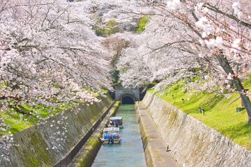 Cherry Blossoms along the Lake Biwa Canal