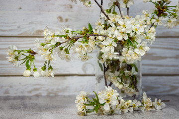Flowering branches of a cherry tree in a jar. Spring flowering trees