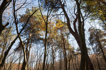 trees in the autumn season in sunny weather before sunset