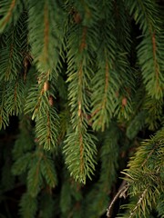 spruce
