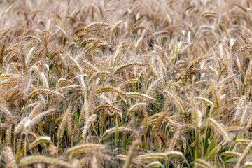 An agricultural field where wheat is grown