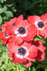 red and white poppy anemone flowers