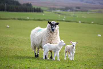 Sheep in County Antrim, Northern Ireland. Ewe with lamb