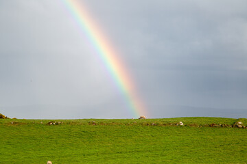 A sheep beneath a rainbow in the countryside