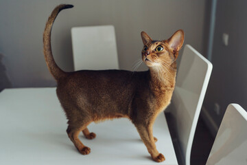Abyssinian shorthair cat walks at home on the kitchen table and bending looks back