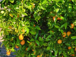 Bloom and fruit  time for orange citrus tree in spring; close up