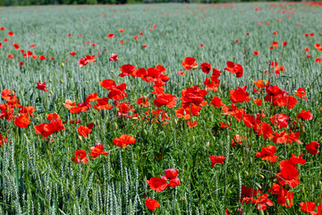 Red poppies on the field in the summer