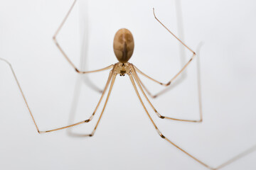 Daddy long-legs spider, or Pholcus phalangioides, against a white backgound